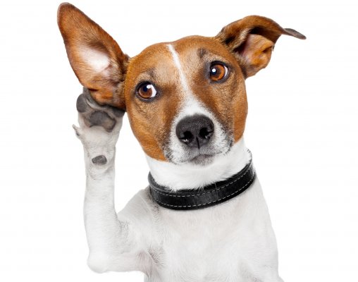 white and brown dog hearing paw to ear Bluetooth speakers